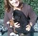 Berner sennenhund Indy
