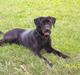 Labrador retriever Mille