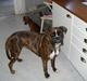 Boxer Beckie