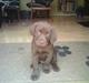 Labrador retriever Aslan