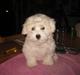 Coton de tulear Louisa