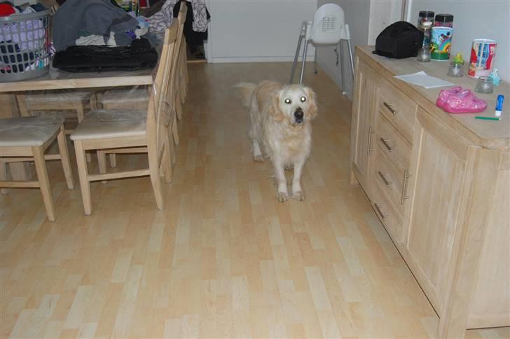 Golden retriever Klientstrupgaard´s Molly billede 2