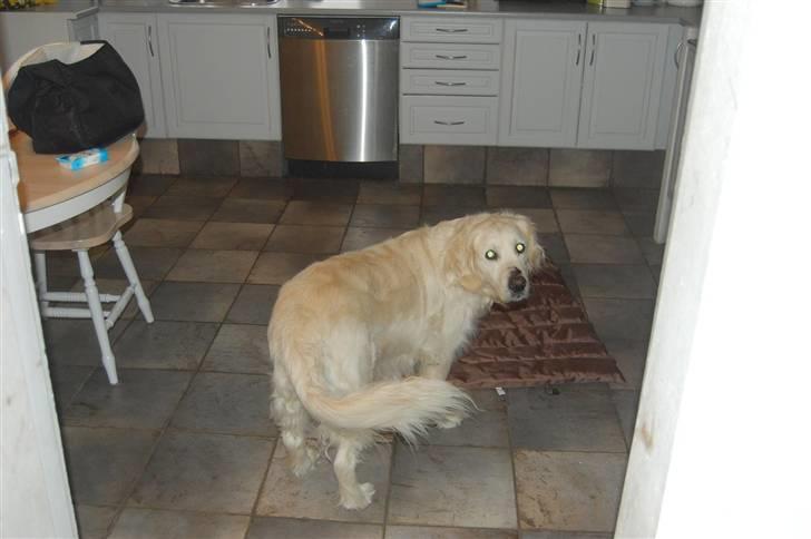 Golden retriever Klientstrupgaard´s Molly billede 3
