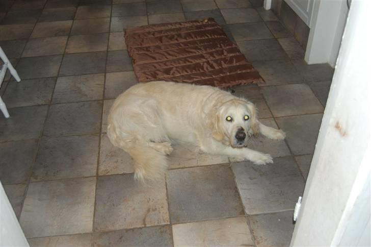 Golden retriever Klientstrupgaard´s Molly billede 4