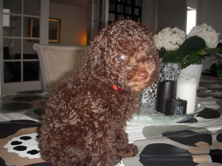 Dværgpuddel Thea billede 1