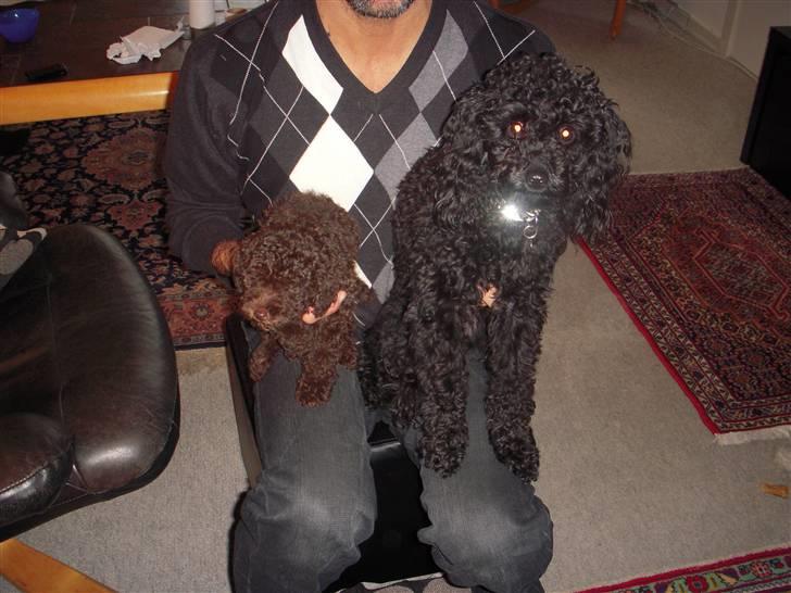 Dværgpuddel Thea billede 2