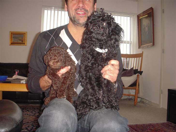 Dværgpuddel Thea billede 3