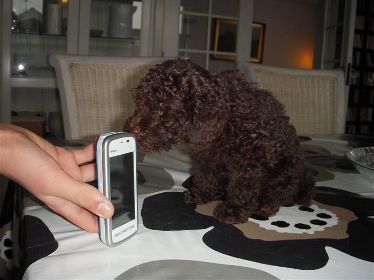 Dværgpuddel Thea billede 5