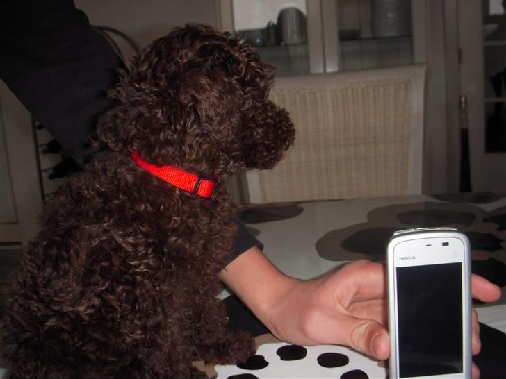 Dværgpuddel Thea billede 6