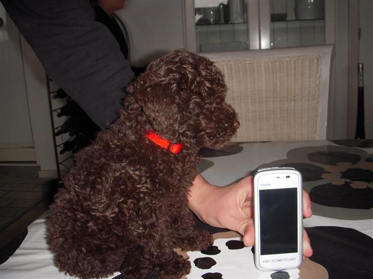 Dværgpuddel Thea billede 7