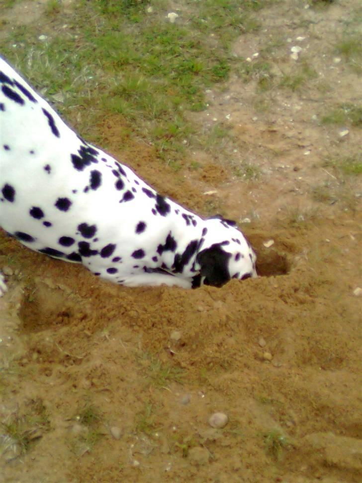 Dalmatiner tezz - hallo er der nogen? billede 6