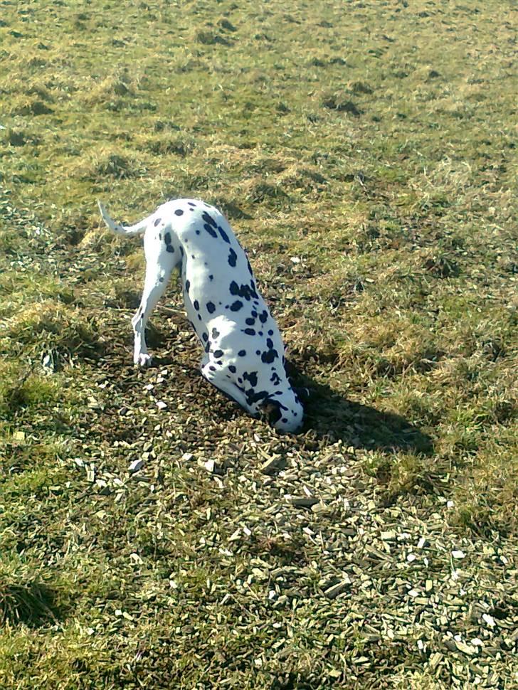Dalmatiner tezz - nyt hul, men stadig ingen svar. billede 7