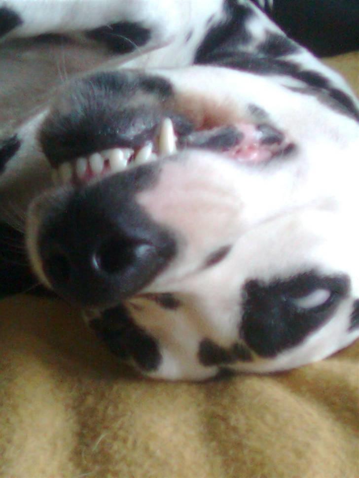 Dalmatiner tezz - smil du er på. billede 8