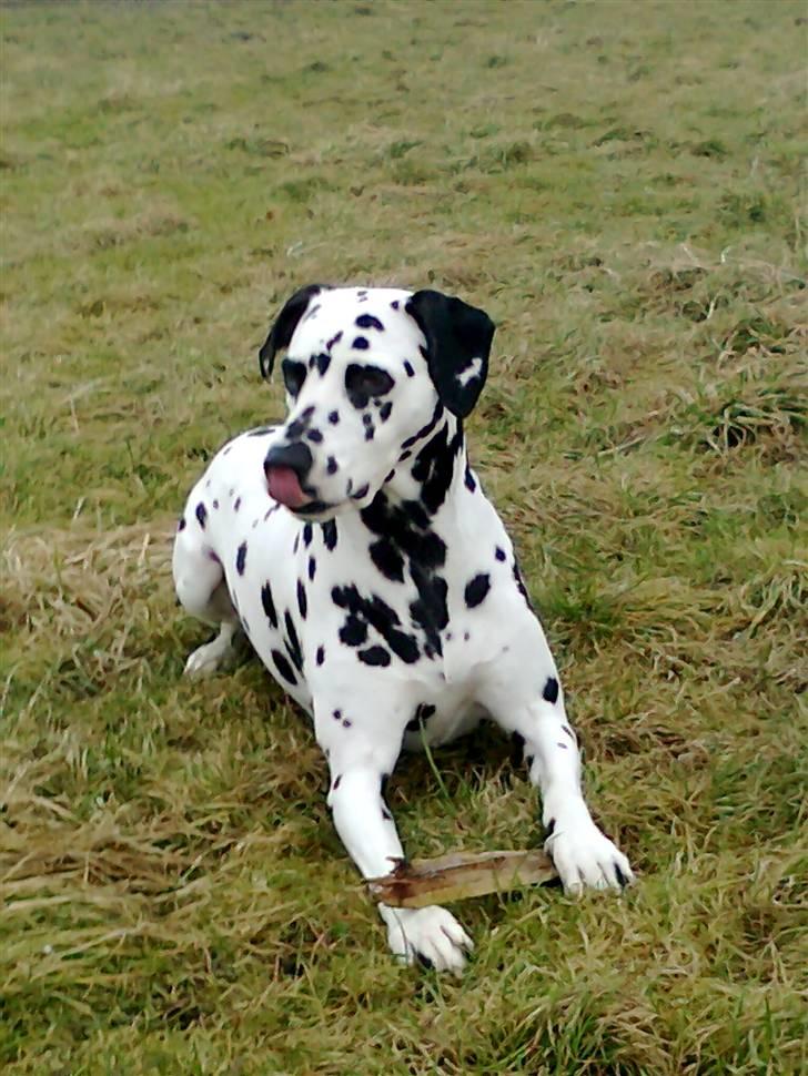 Dalmatiner tezz billede 9