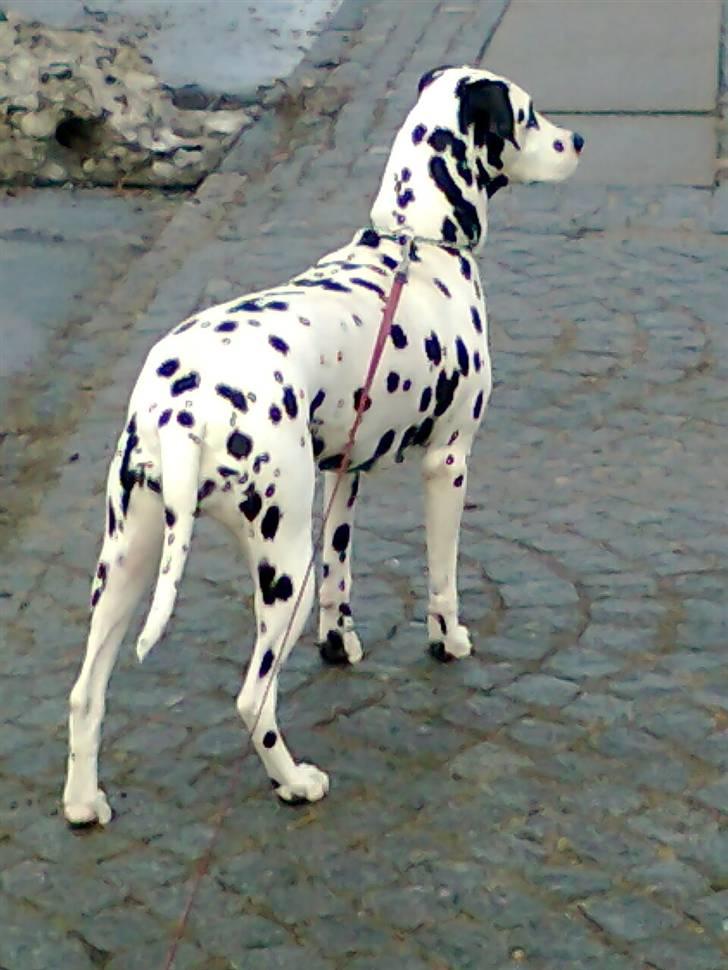 Dalmatiner tezz - kom nu, gider ikke stå her mere. billede 10