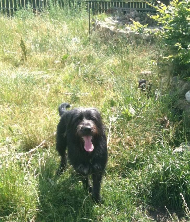 Blanding af racer Jensen! <3 (Solgt) - Vi vil lige benyte lejligheden til at sige Welkommen til jensen´S side<3 billede 1