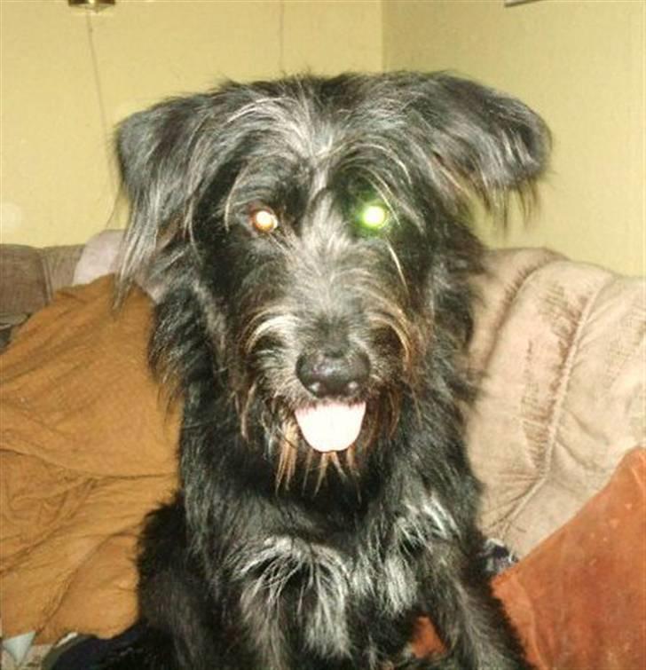 Blanding af racer Jensen! <3 (Solgt) - Se lige en pjuske der er der er han ikke bare dejlig<3 billede 2