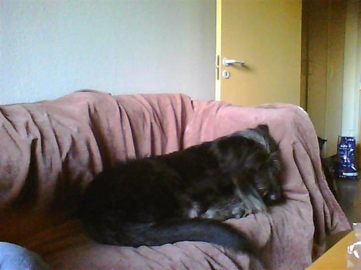 Blanding af racer Jensen! <3 (Solgt) - Så skal der bare hygges så meget<3 billede 3