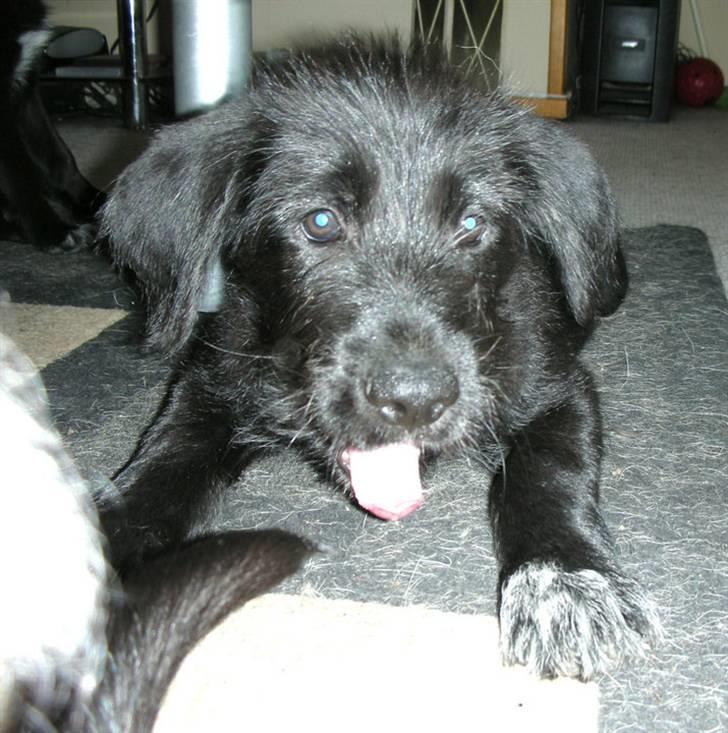 Blanding af racer Jensen! <3 (Solgt) - Den dejligt som hvalp ejjj men er han ikke bare ligså dejlig som hvalp <3 billede 4