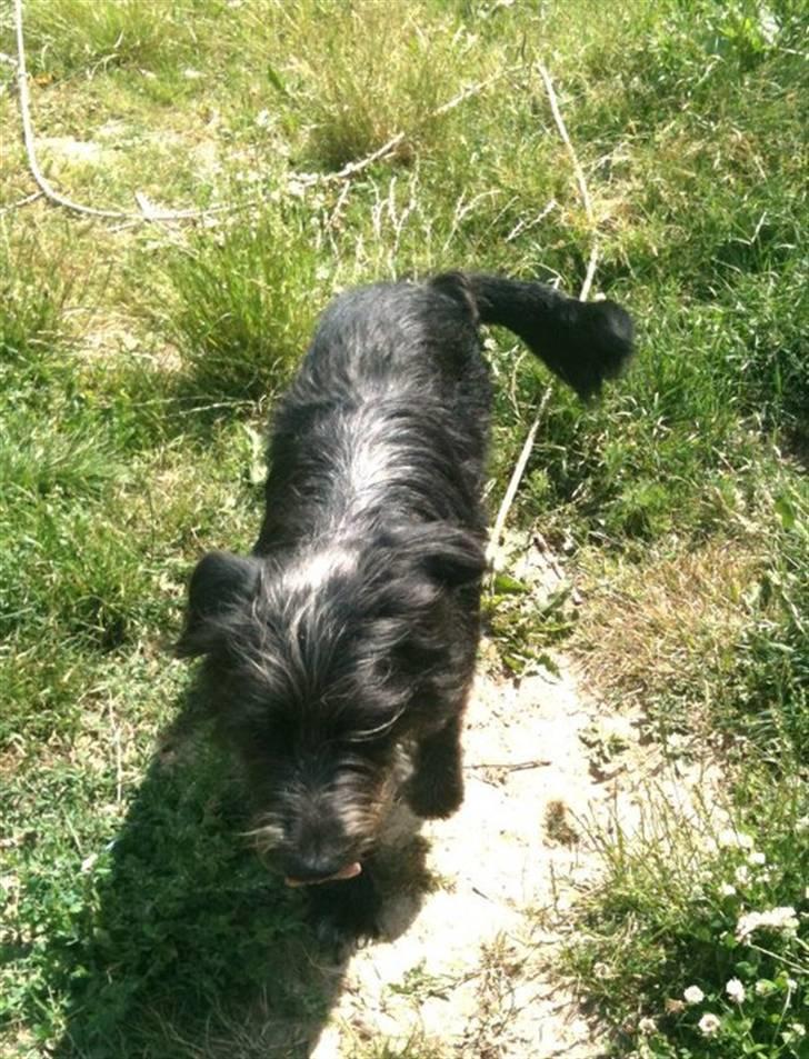 Blanding af racer Jensen! <3 (Solgt) - Den er en stor basse med meget hår :D billede 5