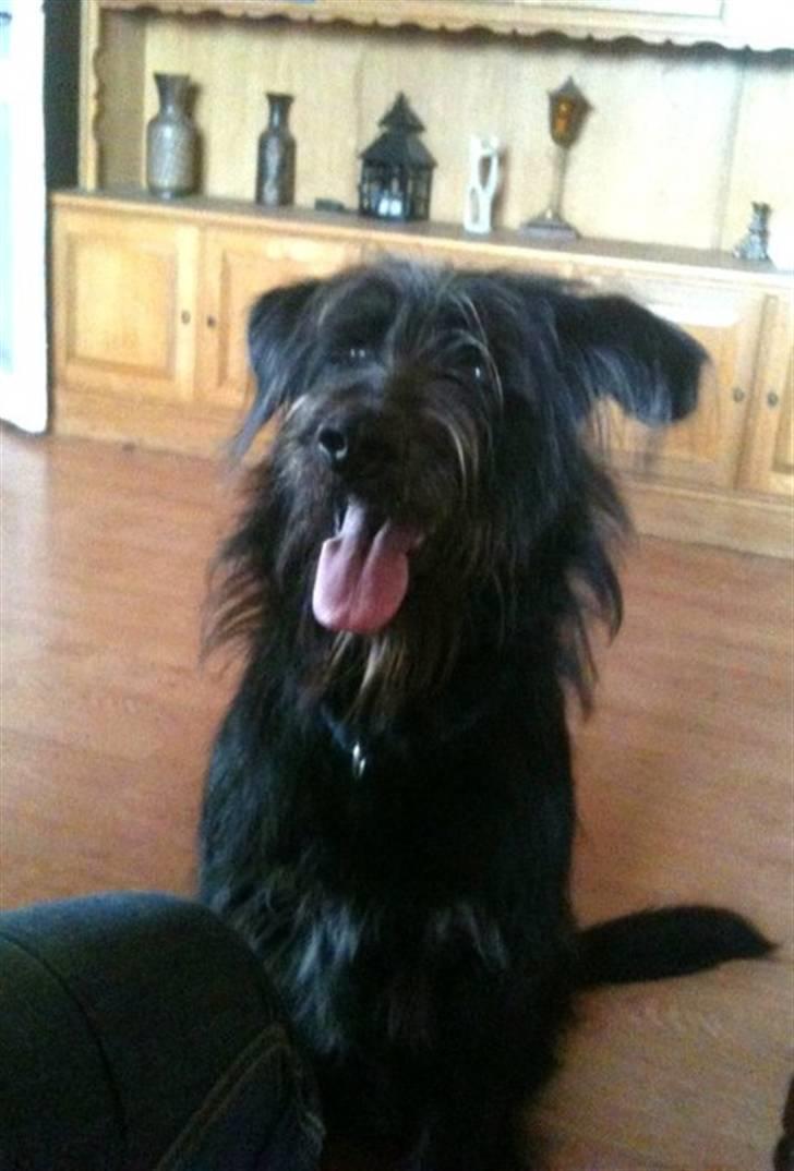 Blanding af racer Jensen! <3 (Solgt) - Her han lige vært med ude en tur og var lidt hårdt så vi fik lige en lille kage :D billede 7