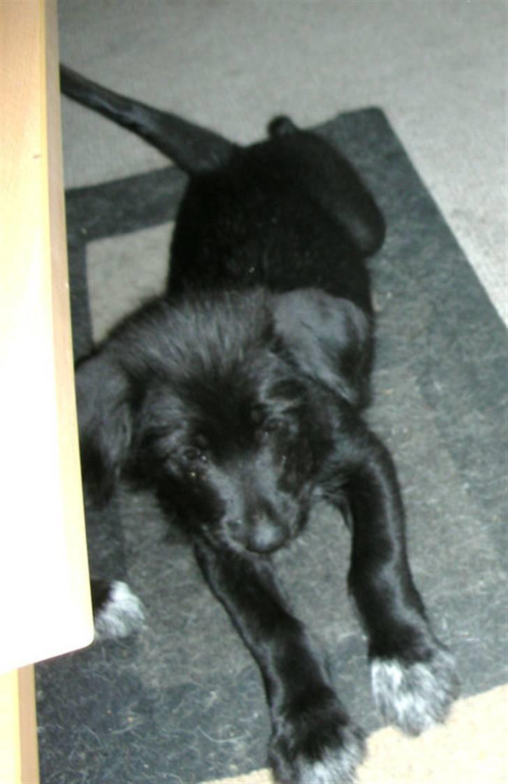 Blanding af racer Jensen! <3 (Solgt) - Ejjj nejnej er han ikke bare så dejlig som hvalp os (Syntes jeg nu helt bestemt) billede 8