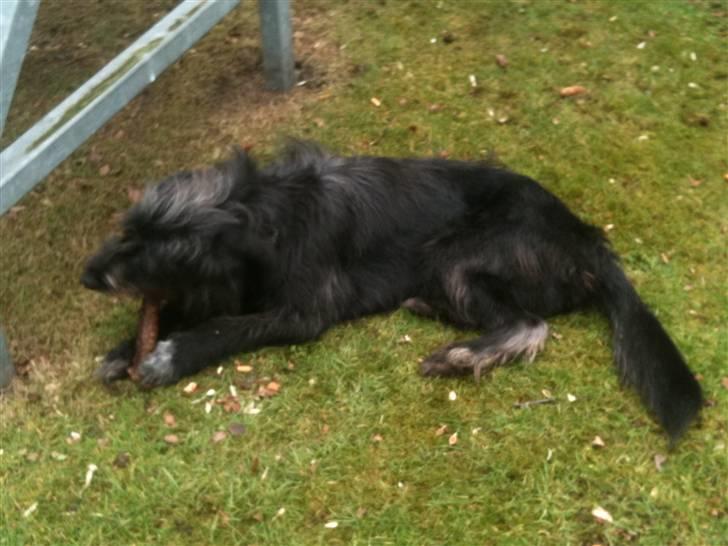 Blanding af racer Jensen! <3 (Solgt) - Hygger tid men en pind han fandt :D billede 9