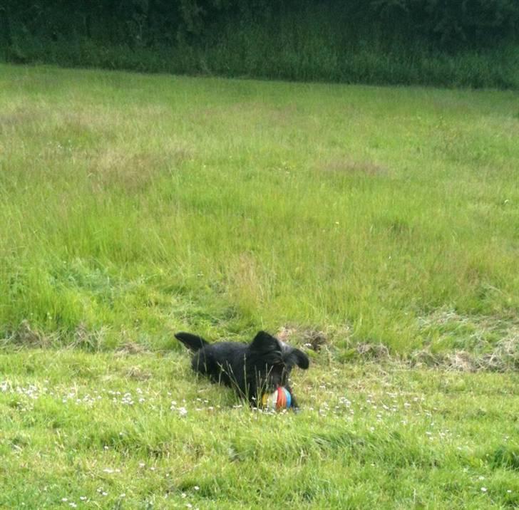 Blanding af racer Jensen! <3 (Solgt) - Ude og lege med bolden :) Eller det var ikke meget han gad at løbe efter den så man kan vel os bare ligge der og bide i den :D billede 10