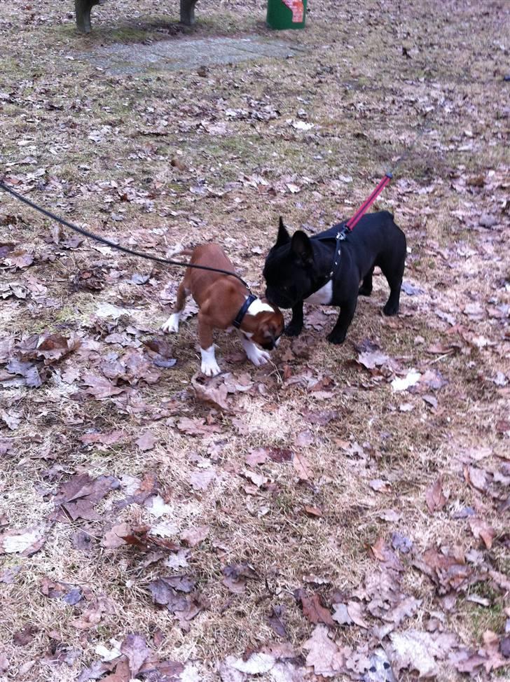 Boxer Justus vom Gräwig - Tissepause i Tyskland sammen med Grøffe. billede 6