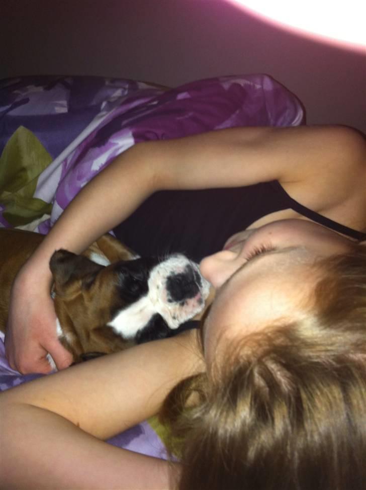 Boxer Justus vom Gräwig - Godnat ! billede 7