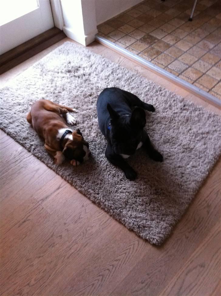 Fransk bulldog Ollundbjerg Dres Bomstærk - Mig og mine nye lillebror, Justus.  billede 6