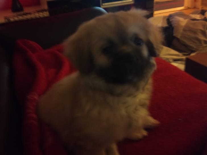 Tibetansk spaniel anton billede 1