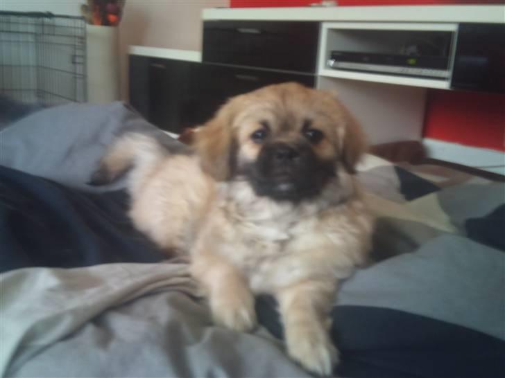 Tibetansk spaniel anton billede 2