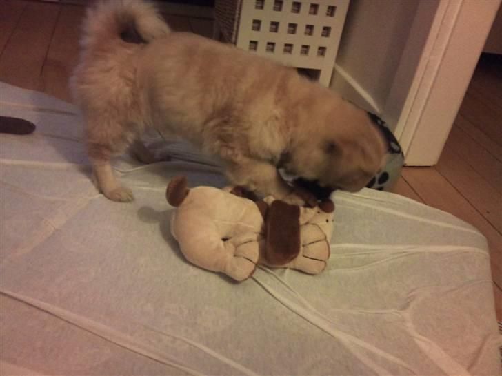 Tibetansk spaniel anton billede 3