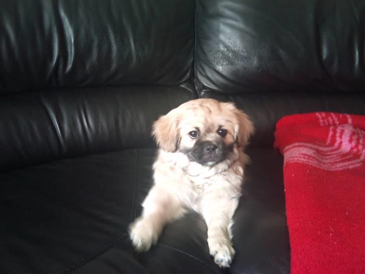 Tibetansk spaniel anton billede 4