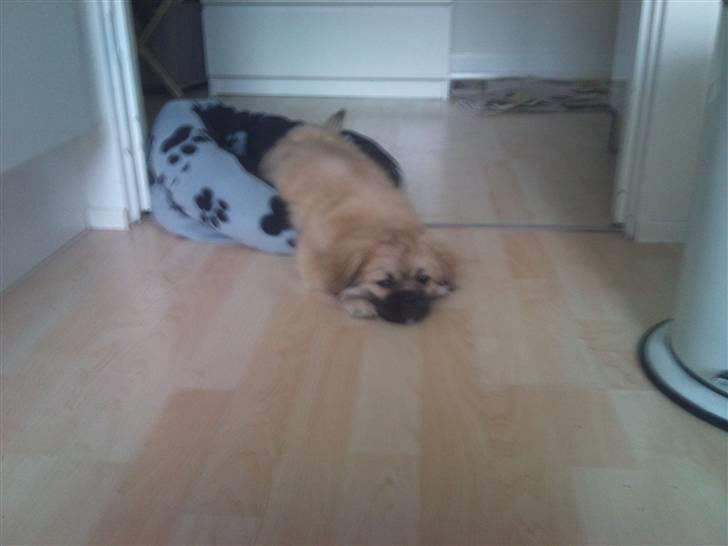 Tibetansk spaniel anton billede 6