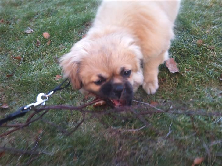 Tibetansk spaniel anton billede 7