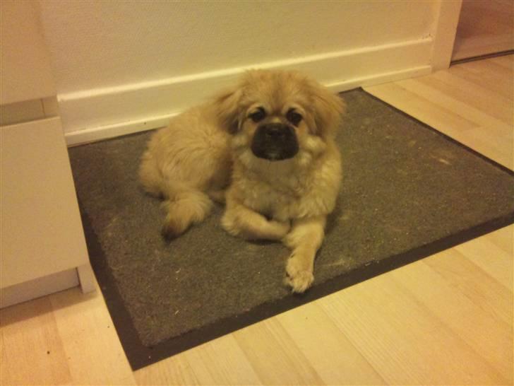 Tibetansk spaniel anton billede 8