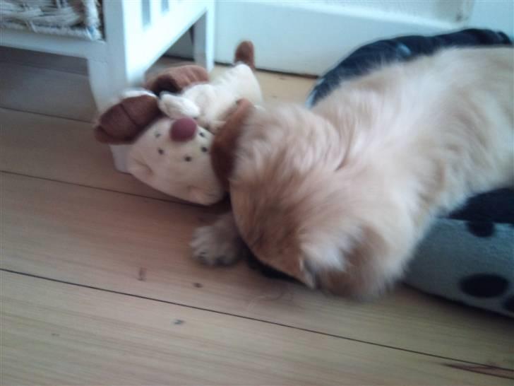 Tibetansk spaniel anton billede 9