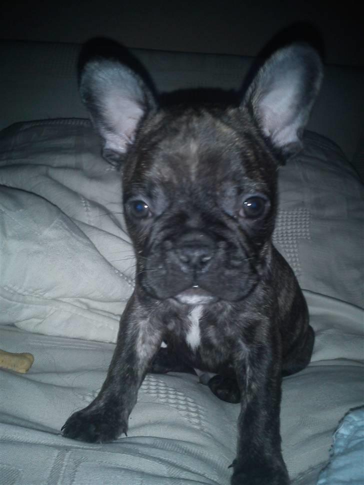 Fransk bulldog armarni billede 16