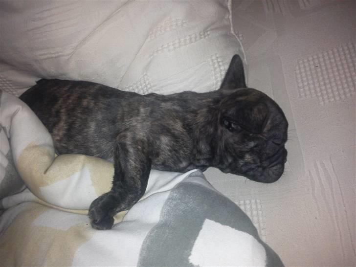 Fransk bulldog armarni billede 8