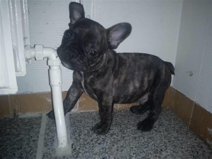 Fransk bulldog armarni billede 6