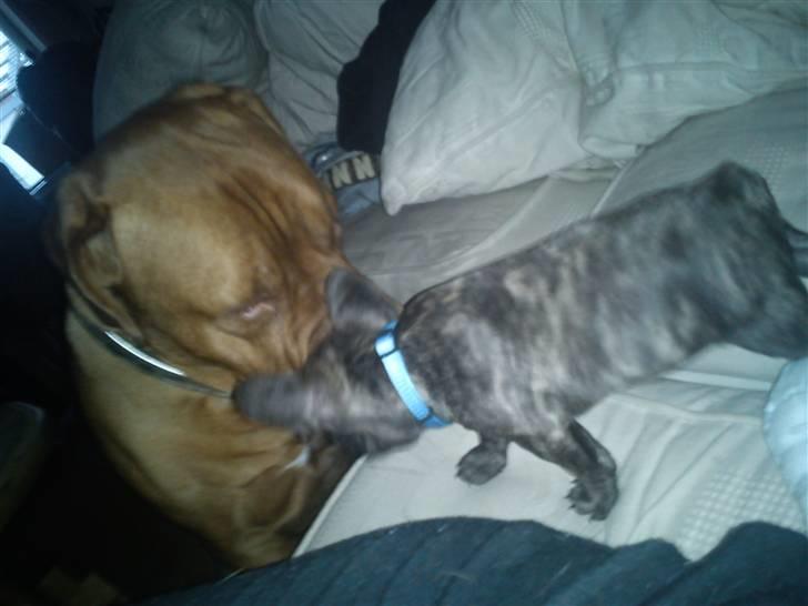 Fransk bulldog armarni billede 9