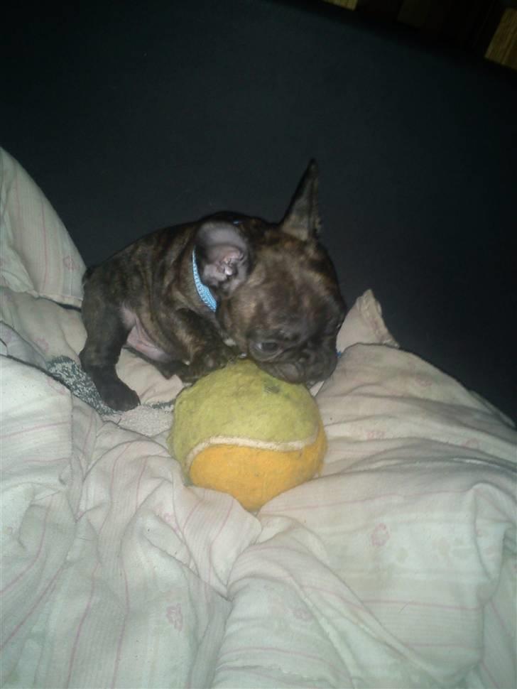 Fransk bulldog armarni billede 7