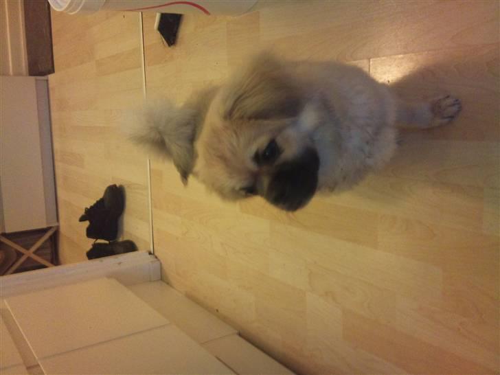 Tibetansk spaniel anton billede 10