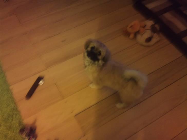 Tibetansk spaniel anton billede 11