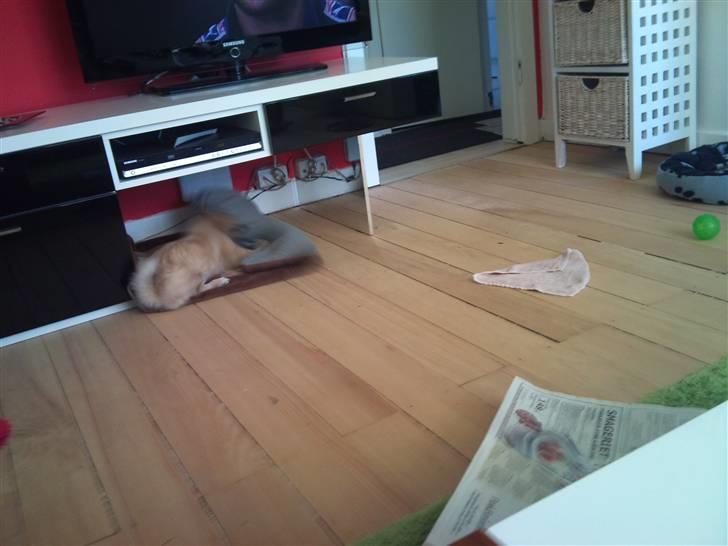 Tibetansk spaniel anton billede 12