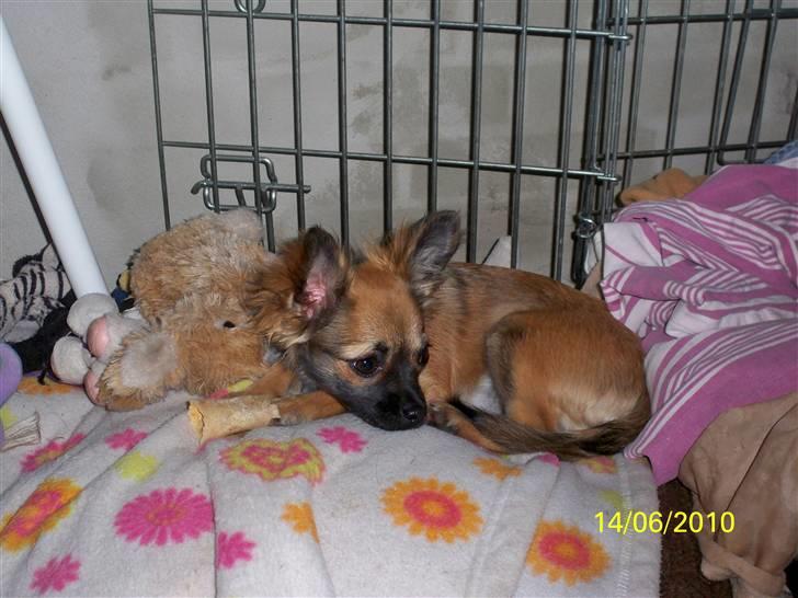 Chihuahua Hanne R.I.P  - Da hun var en baby :-) billede 1