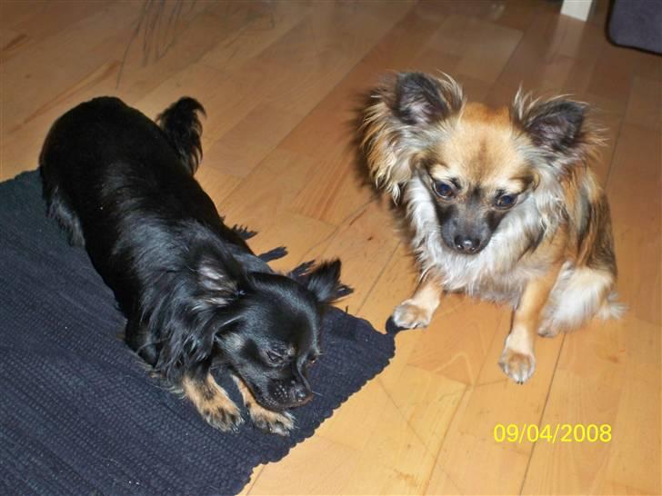 Chihuahua Hanne R.I.P  - Med søster lady :-) billede 2
