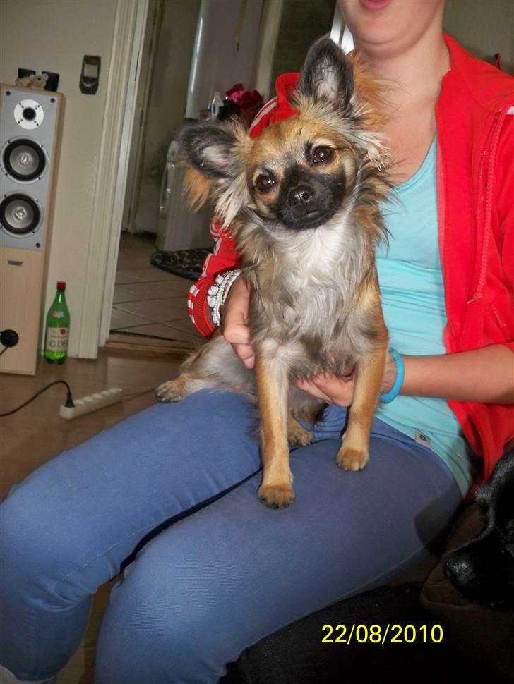 Chihuahua Hanne R.I.P  billede 4
